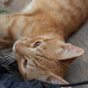 Meet your Posher, Pedro